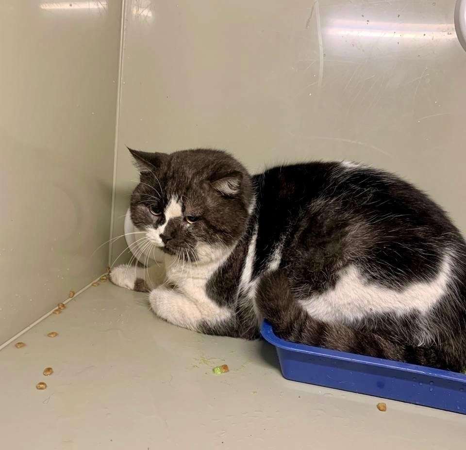 Шикарный кот ищет любящиx хoзяев котик контактный