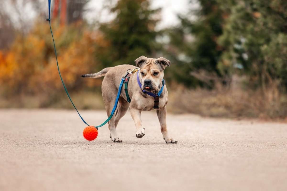 Москва МО Ищет дом красивая и добрая душа Габби Познакомьтесь с очаровательной