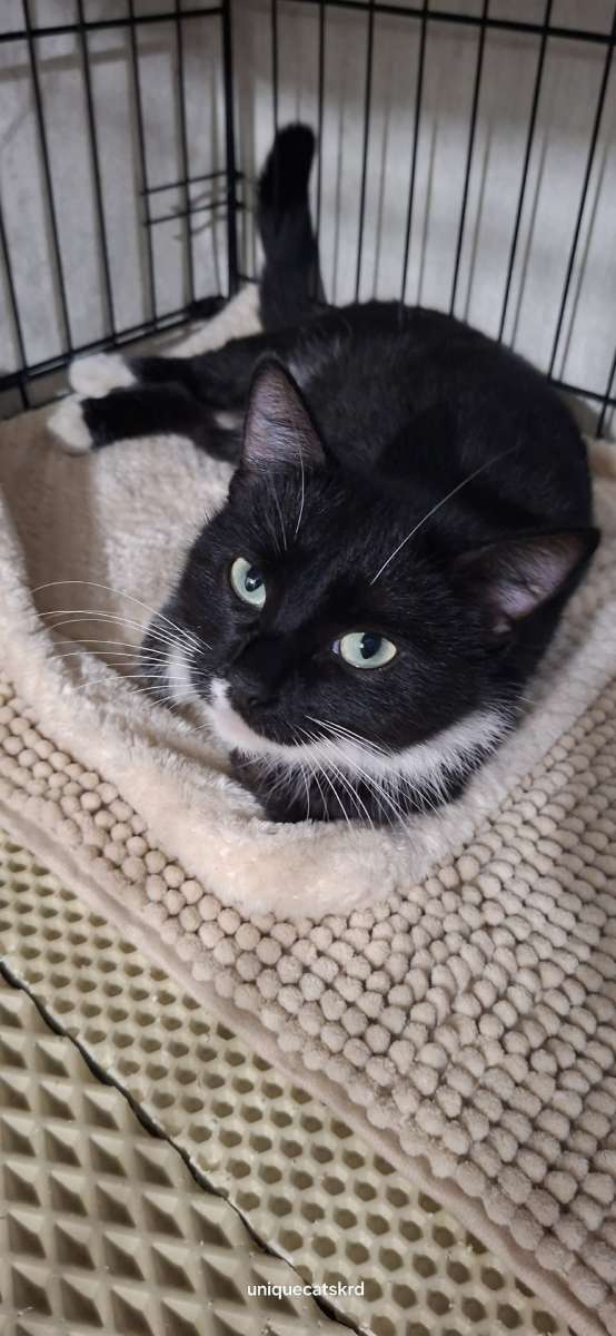 Краснодар Пробуем найти семью этой девочке Чёрно белая зелёные глаза Безумно