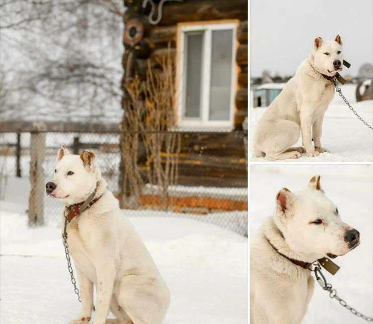 Ищет дом Альба Альба девушка крупная статная и очень тактильная