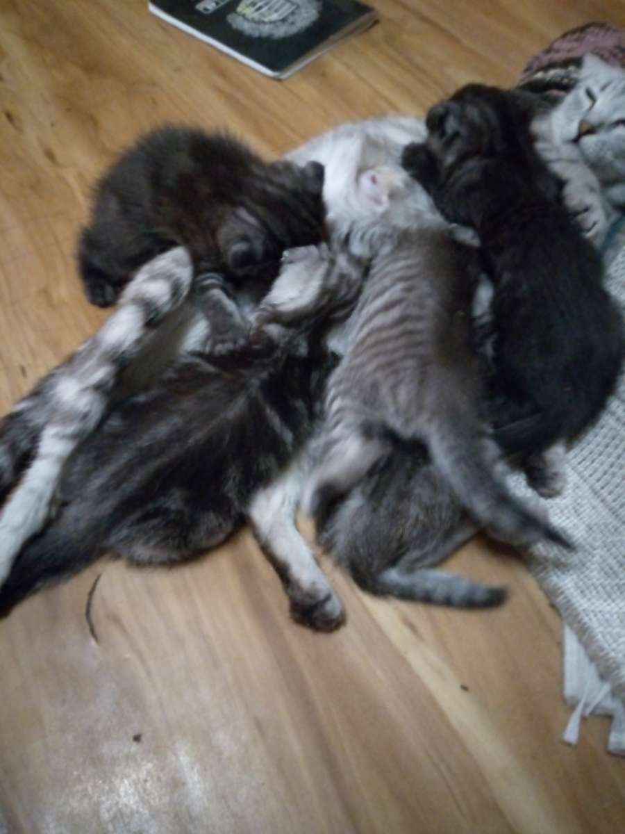 Продаются чистокровные вислоухие котята сами уже ходят на лоток и сами кушают