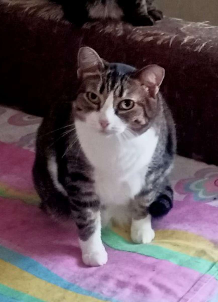 Очень нужен дом для кошечки Масяни Кошечка пугливая но добрая Прекрасно