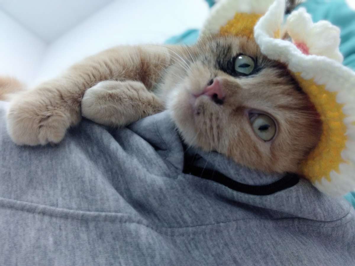 Чёрное пятнышко на мордочке родной окрас этой кошечки У неё и усы с одной