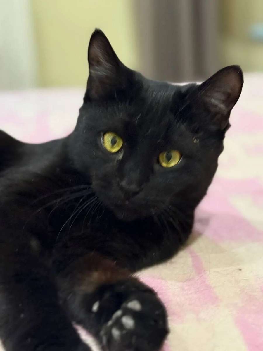 Саратов Энгельс Гаррик молодой любви обильный умный котик возраст один год