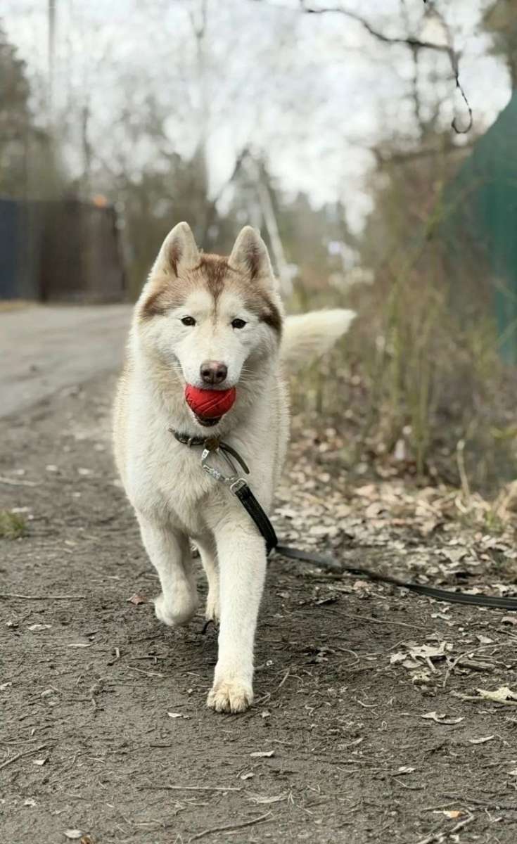 Санкт Петербург Такое счастье нужно забирать себе Нежная девочка Юки ищет дом