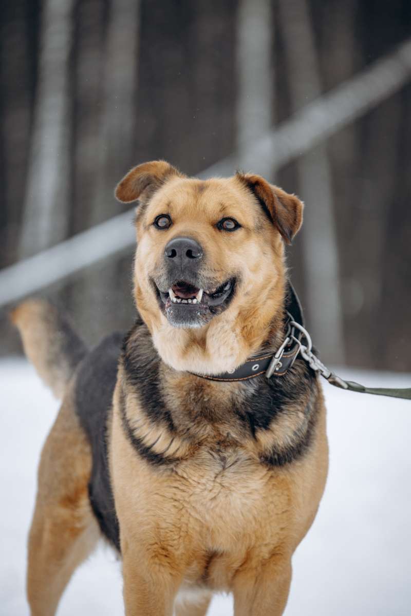 МО Видное Ещё одна душевная плюшевая собака попала к нам в приют Назвали мы ее
