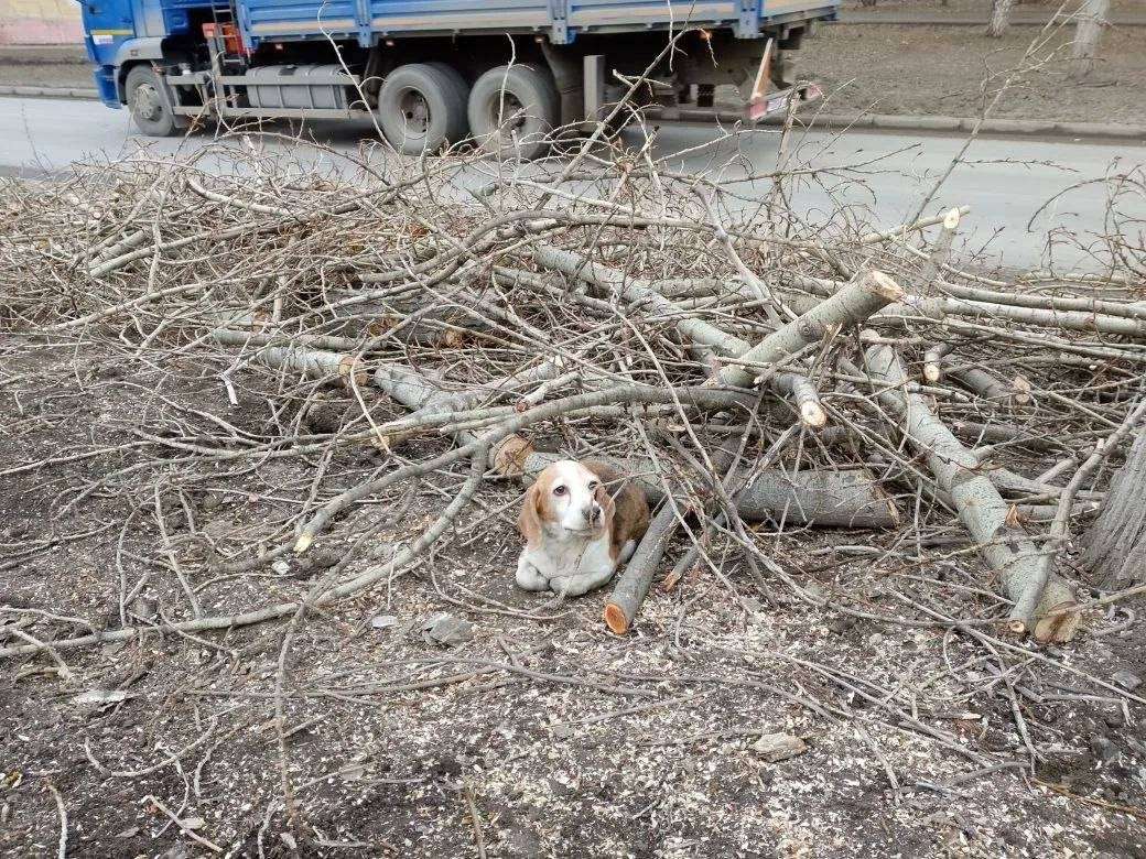 Саратов ВНИМАНИЕ МЕГА ХЕЛП нужен дом или передержка девочке порода Бигль