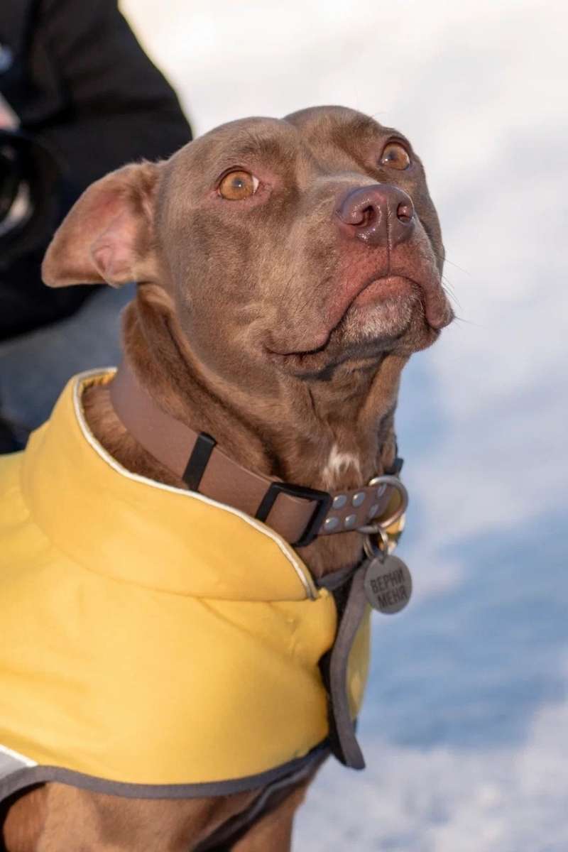 Москва Шейла ищет дом ласковая нежная девочка породы питбуль была спасена с