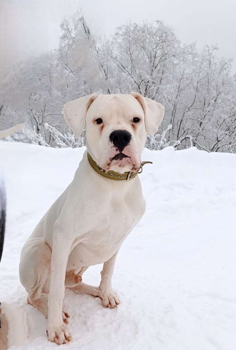 Московская область Клин Ищем ответственных хозяев для фенотипа аргентинского