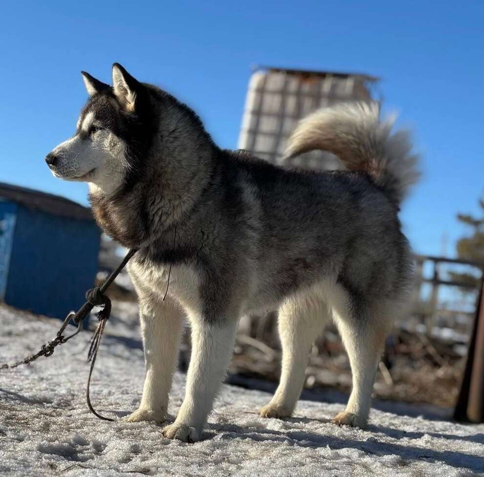 Герда ищет дом Познакомьтесь с Гердой загадочной голубоглазой красоткой