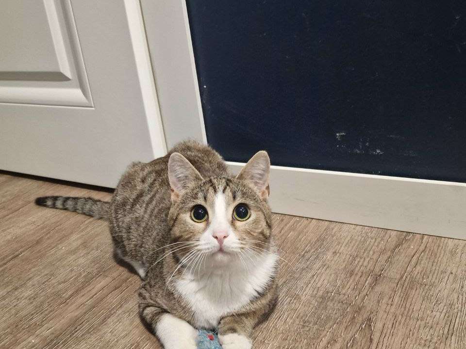 Котенок Фунтик ищет семью и дом милый ласковый