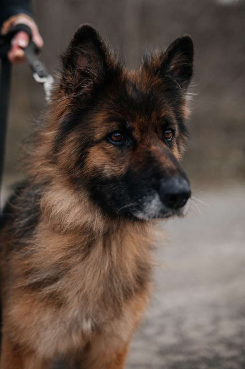 Шахты Ростовская область Сегодня наша постоянна рубрика приюти бездомное