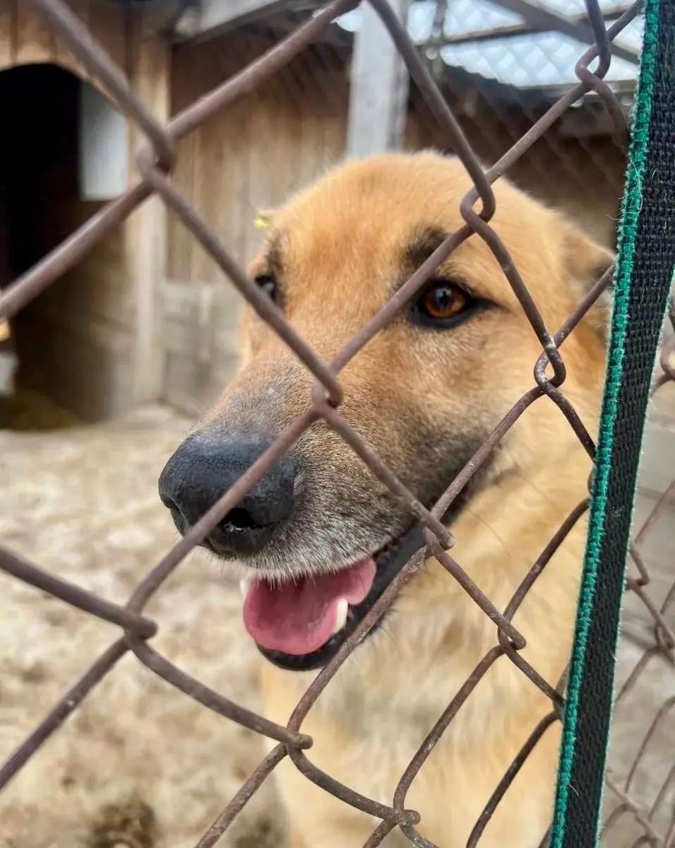 Посмотрите какой красавец пес ищет дом Станет отличным охранником и