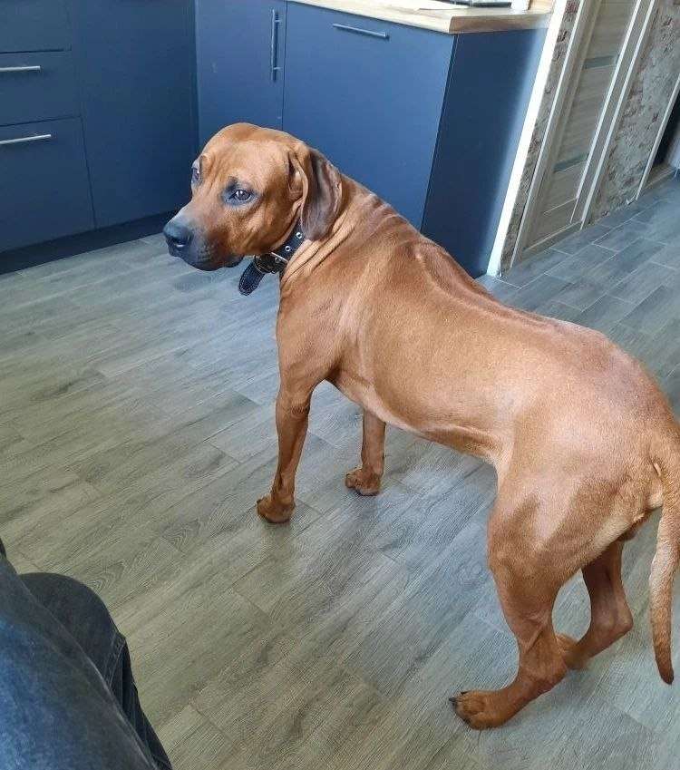 Ульяновск Пристраивается замечательный кобель Кличка Шон Порода Родезийский