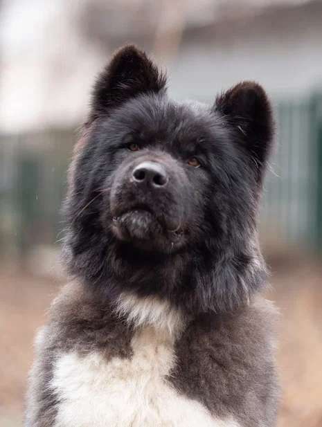 Москва Питер и другие города Невероятное создание природы Юми в поисках лучших