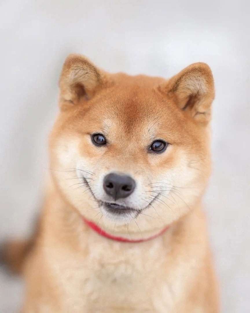 Москва и МО Сиба ину по кличке Кинай ищет дом и самую лучшую семью Мальчику