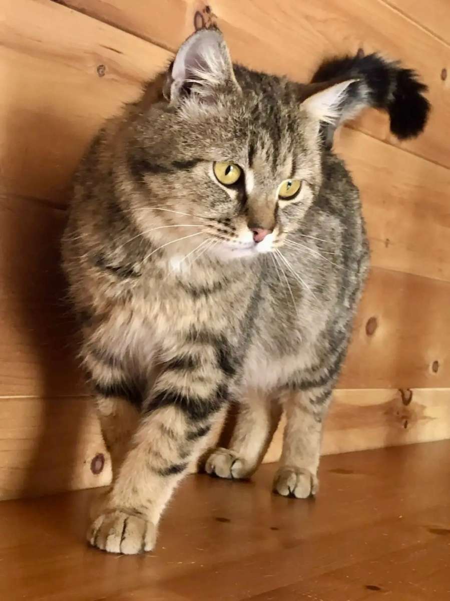 Очень ласковый и нежный котик хочет стать домашним любимцем Этому толстолапому