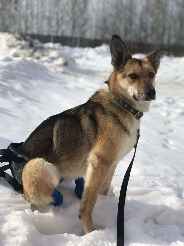 Кнопа скромная и добрая девочка с нелегкой судьбой Ей чуть больше х лет но за