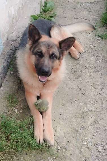 В связи с продажей дома и переездом где нет условий для содержания крупной