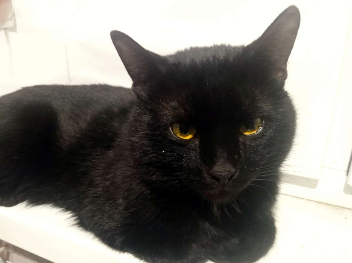 Саратов ул Галкина Враского Найден котик Хозяева отзовитесь