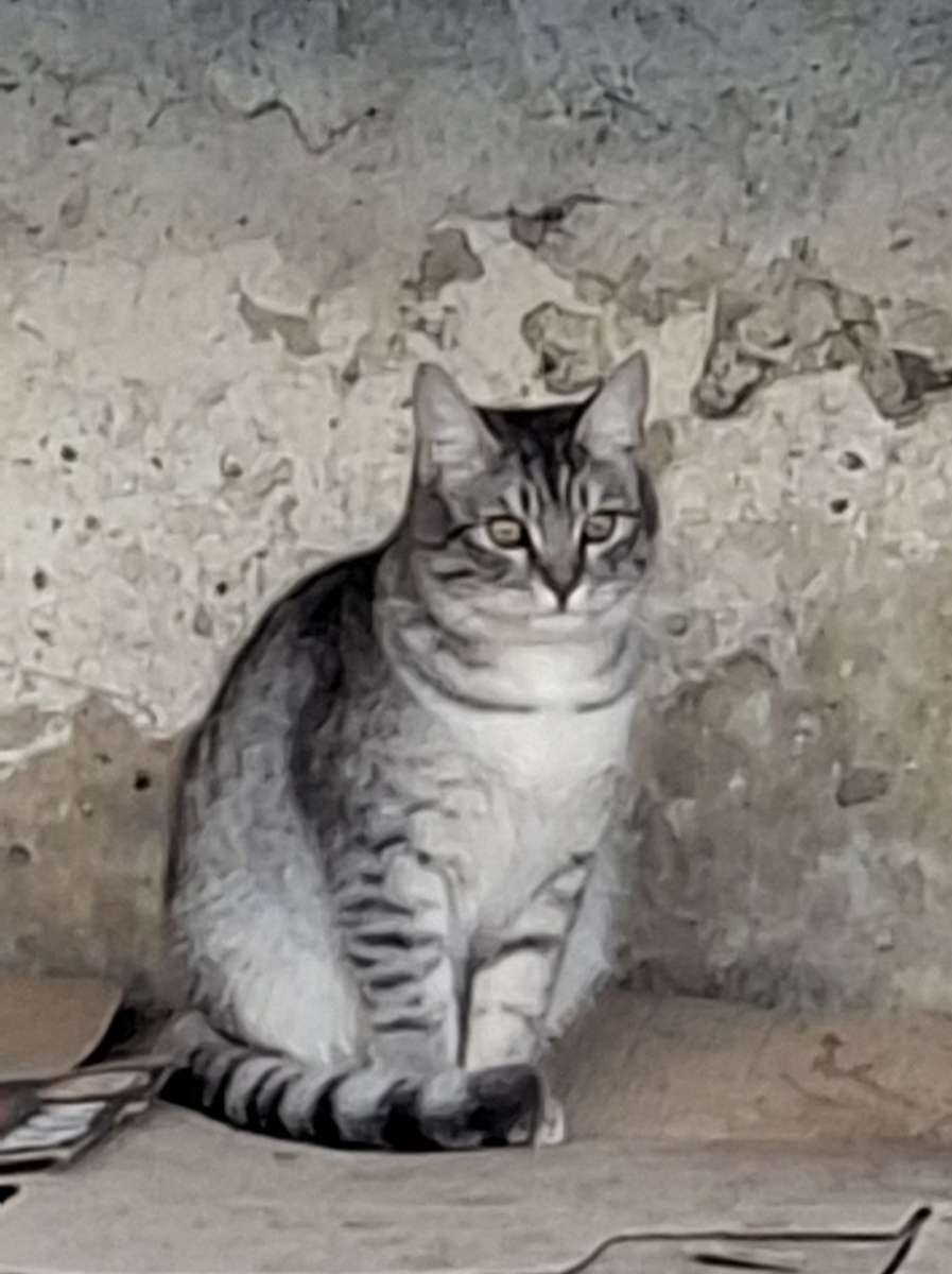 Энгельс Мальчик месяцев Красивый до безумия Живой такой игривый Живет на улице