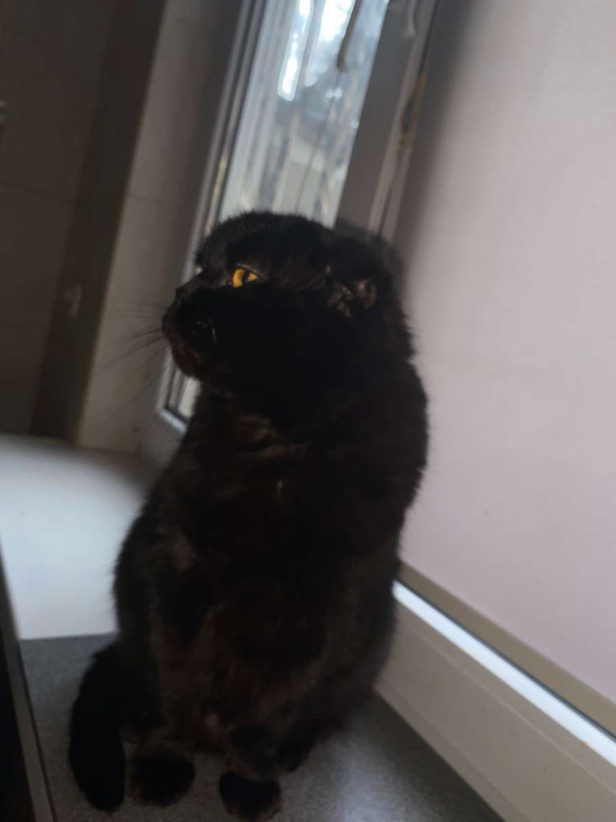 Краснодар Отдам взрослую кошку по клички Аврора в добрые руки Кошка