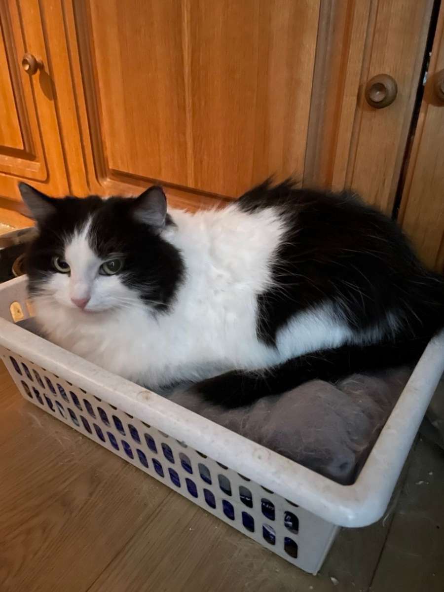 Знакомьтесь очаровательная кошечка Сонечка которая мечтает о своём доме и