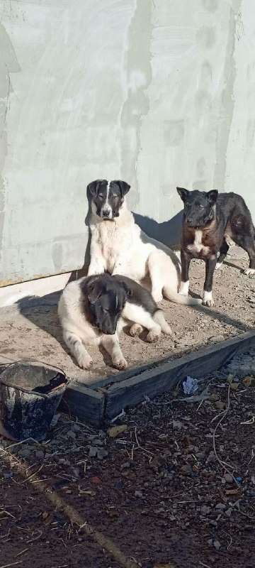 Две девочки и один мальчик возраст месяцев обработаны привиты стерилизованы