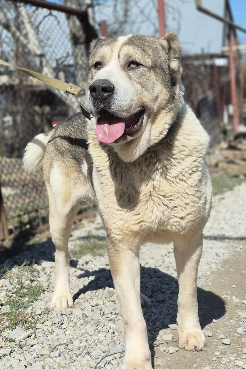 Севастополь Симферополь и др Ищет дом большой алабай Среднеазиатская овчарка