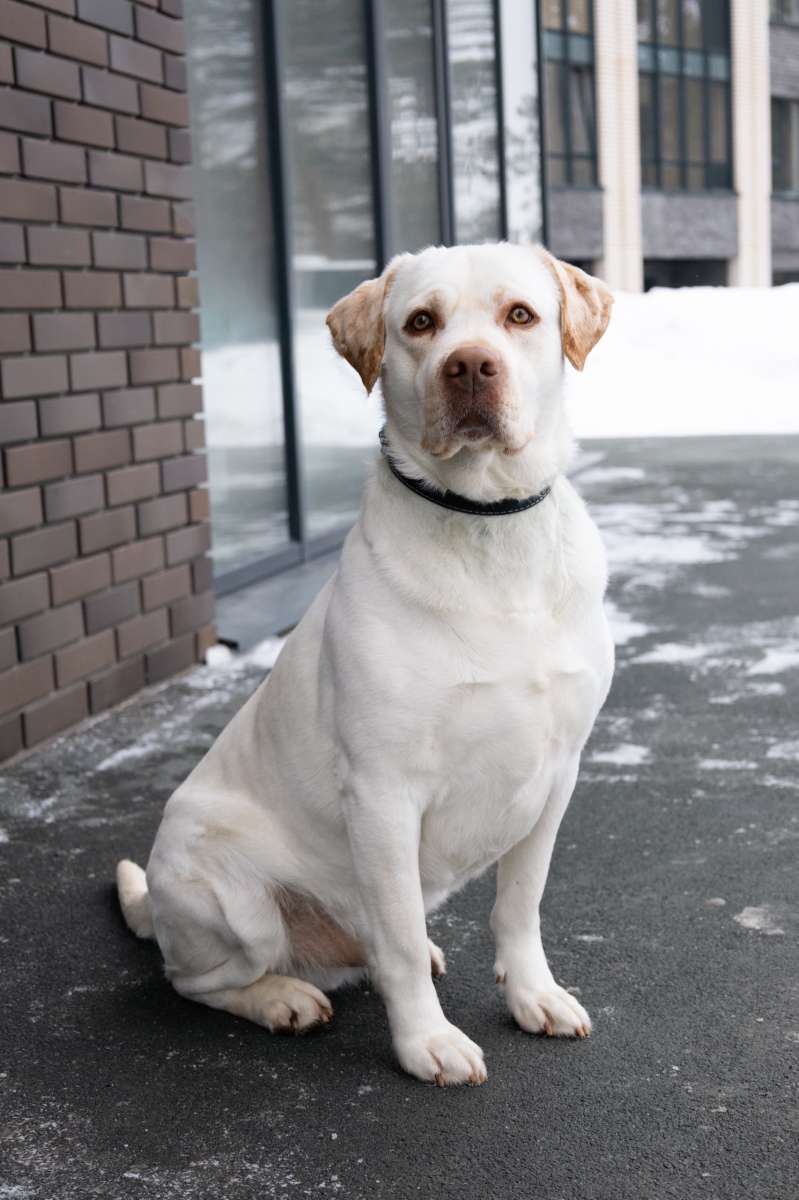 Лабрадор для души в добрые руки Прошу помочь репостом Нашли на улице Хозяевам