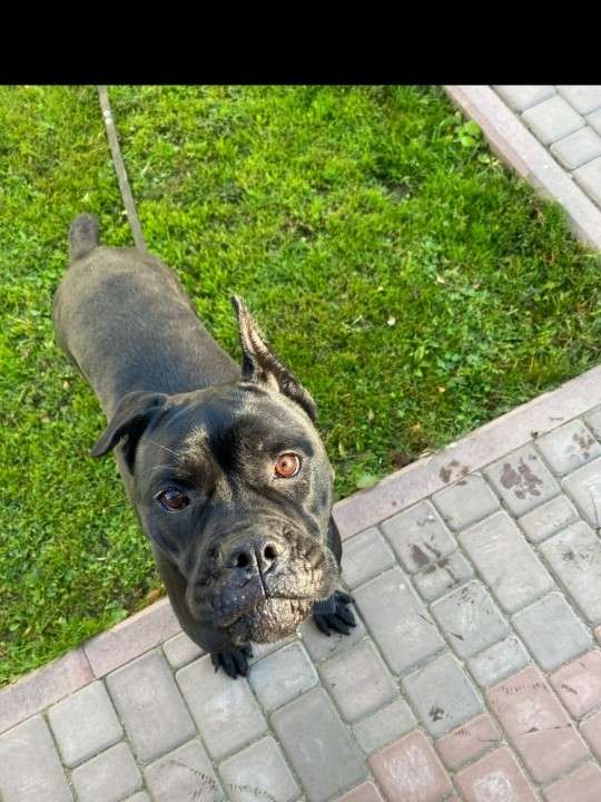 Брянск отдаем собаку в добрые руки из за нехватки времени и сил из за работы