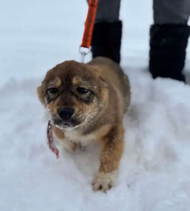 Ищем дом для маленькой принцессы будет не большой Эта невероятно милая щенуля