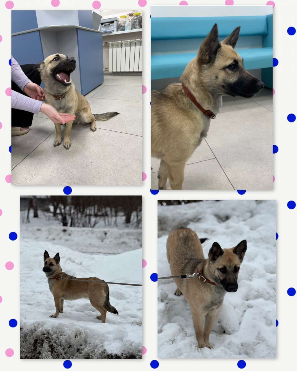 Если мечтаете о собачке небольшего размера то это наша Муха коротколапик вес