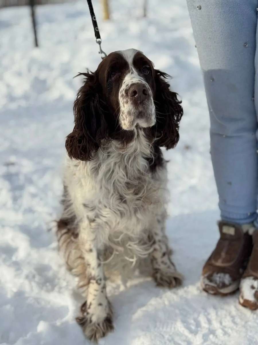 Ульяновск Нужны самые заботливые ручки для Джесси верной души потерявшей