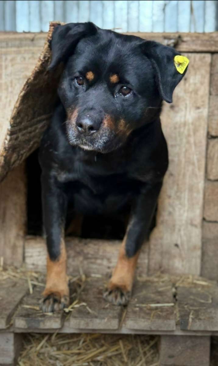 Пристраивается в добрые руки Джесси взрослая собака с непростой судьбой
