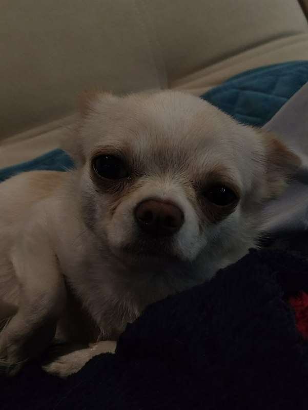 Чопа ищет семью ему около года может меньше по поводу прививок не знаю очень