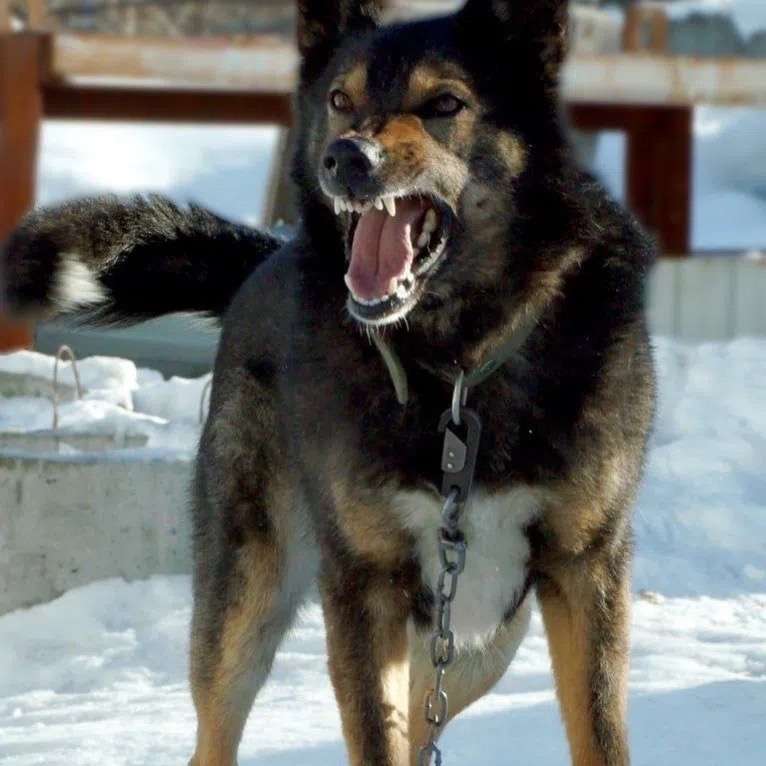 У нас для вас добрый друг и верный охранник Мухтар Красивый статный молодой