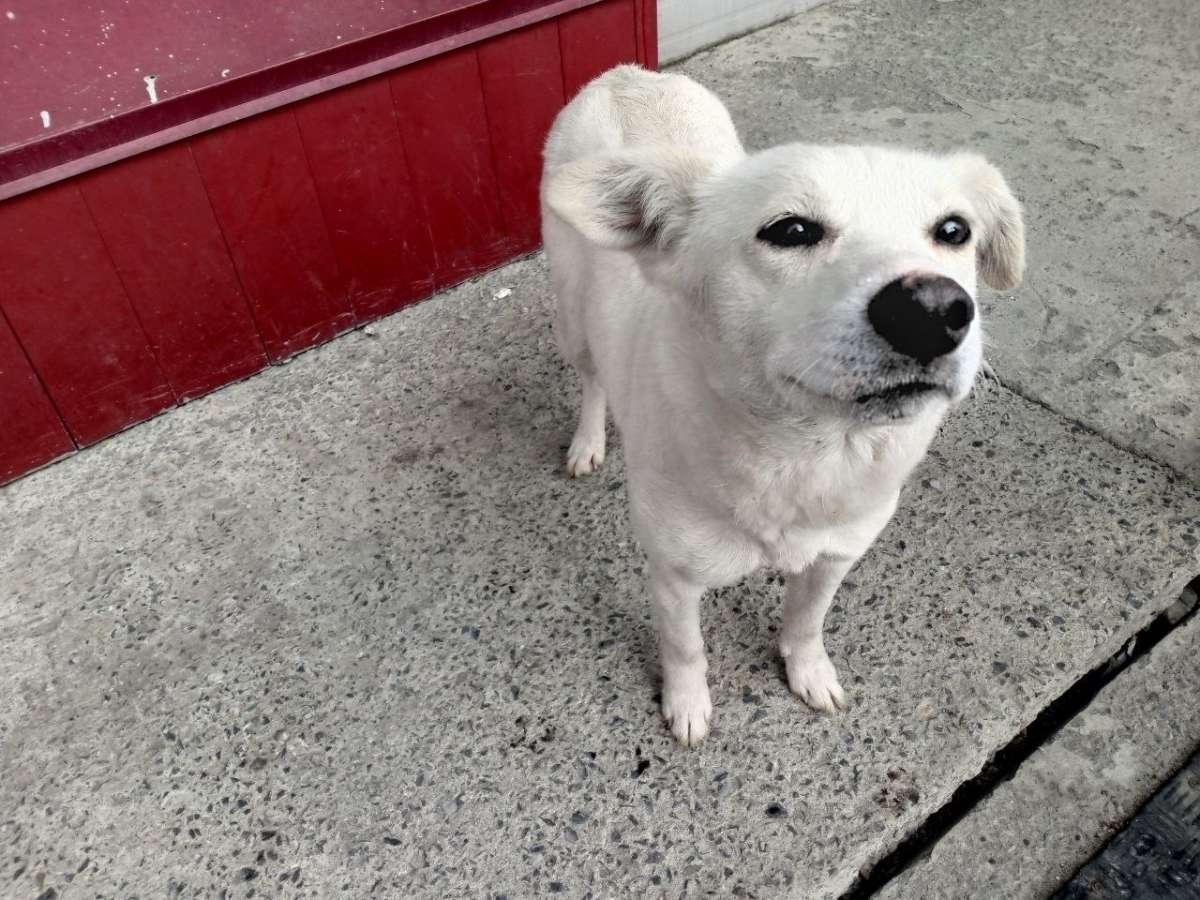 НЕКРУПНАЯ ВОСПИТАННАЯ СОБАЧКА На территорию предприятия прибилась симпатичная