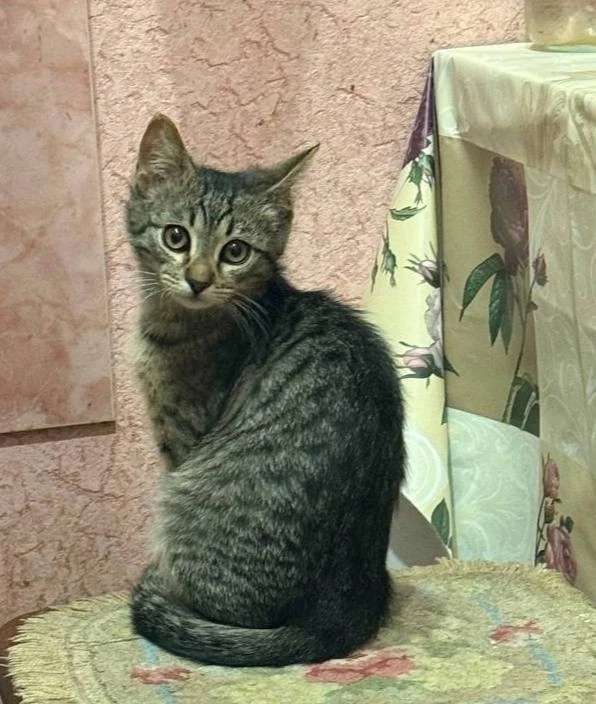 Потерялась кошечка окрас серый в полоску как на фото только месяца на два постарше