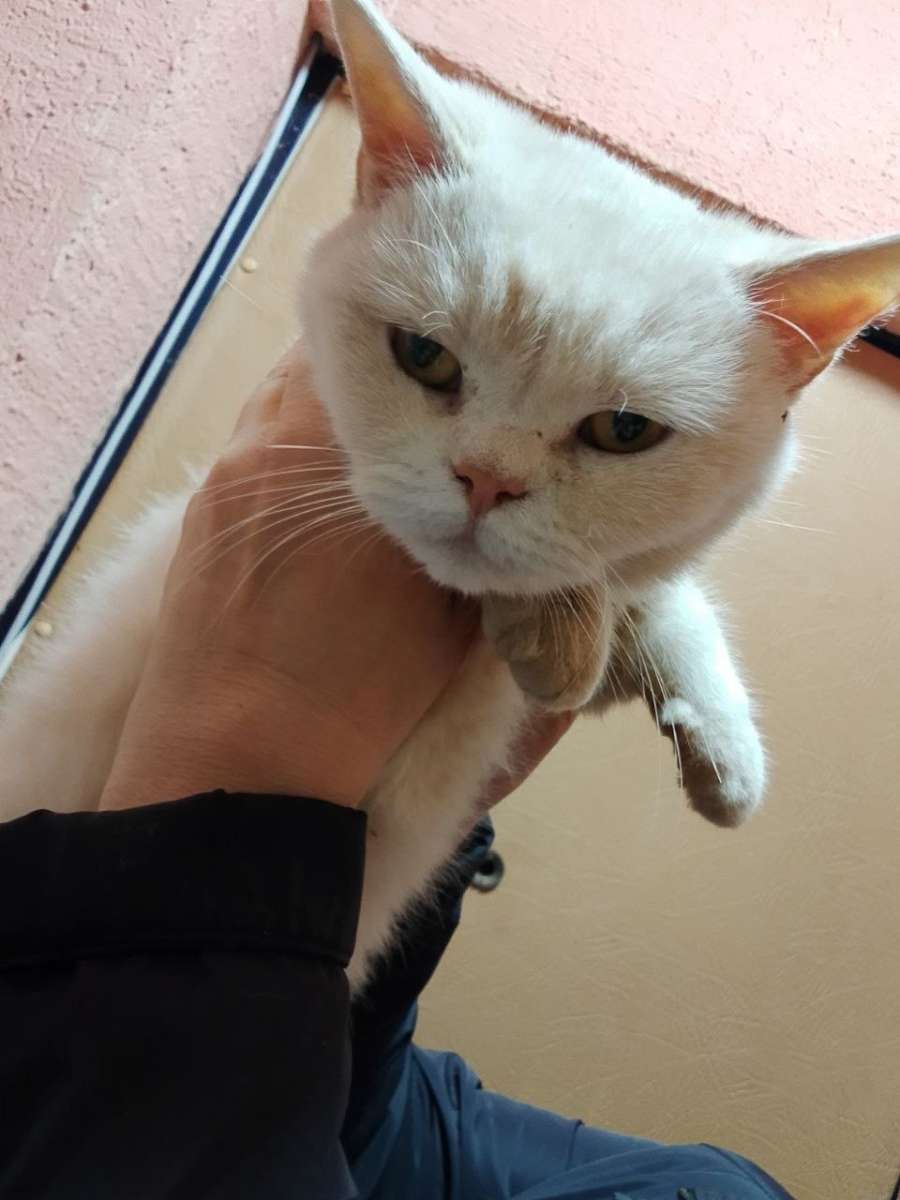 Саратов Энгельс МЕГА нужен дом или передержка спасенной с улицы кошечке