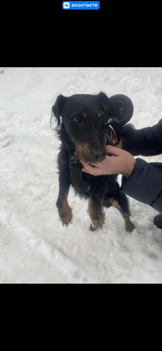 Москва МО Ищет дом ягдтерьер по имени Алфи У собачки умер хозяин родственники