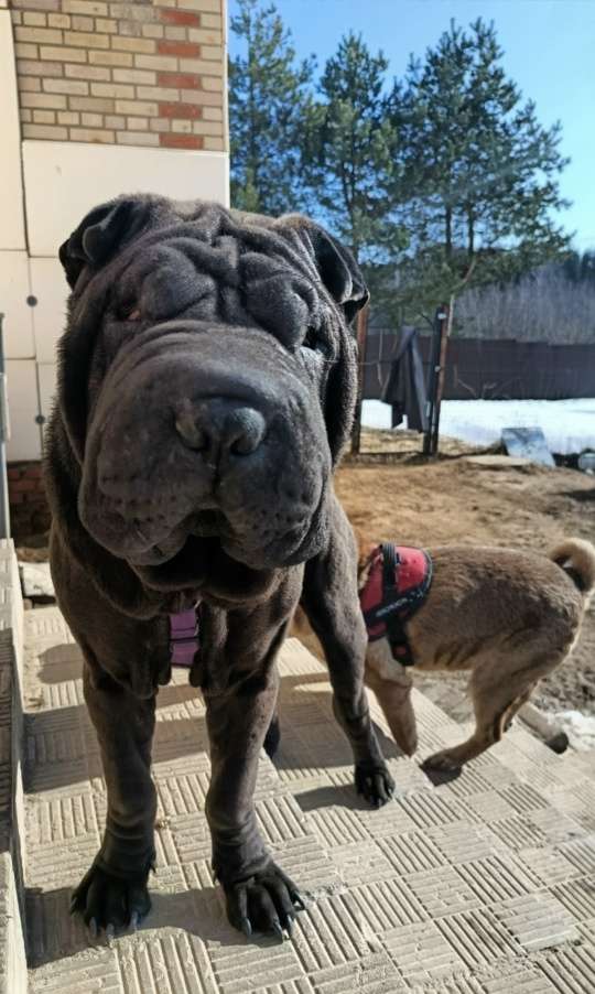 Этот добрый весёлый ласковый парень все ещё в поисках дома и семьи