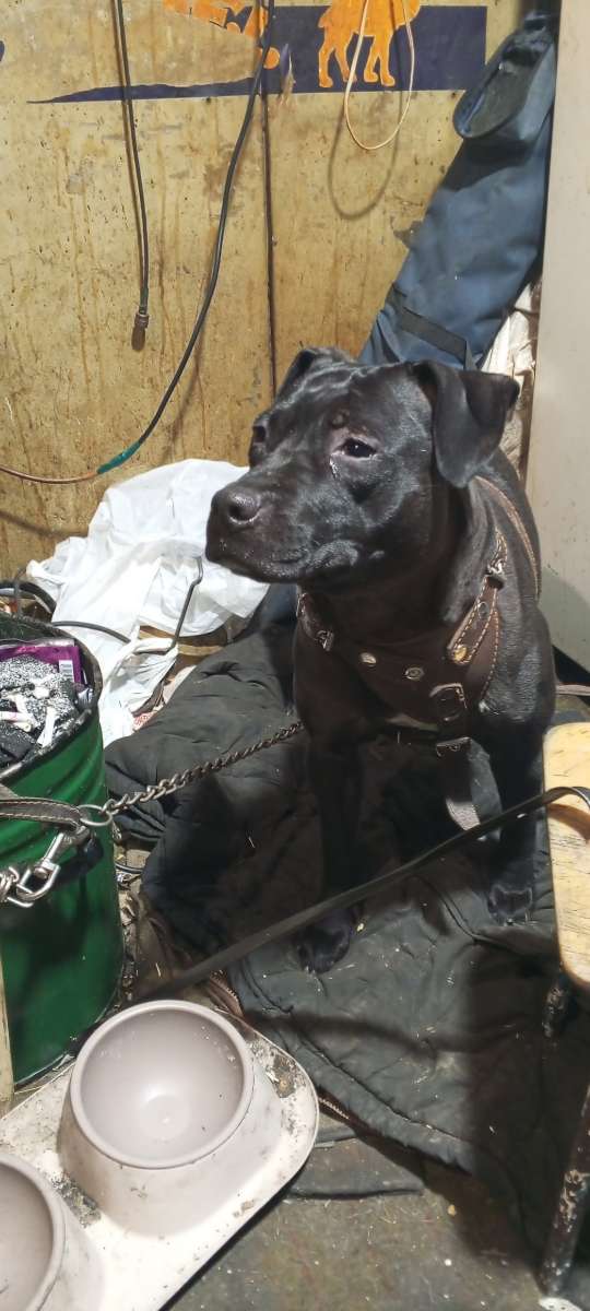 Первоуральск В руки знающие эту породу добрые и любящие пристраивается