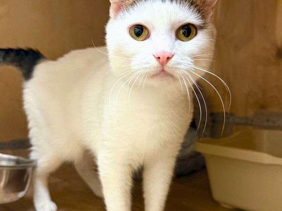Мими нежная миниатюрная бело-полосатая кошечка