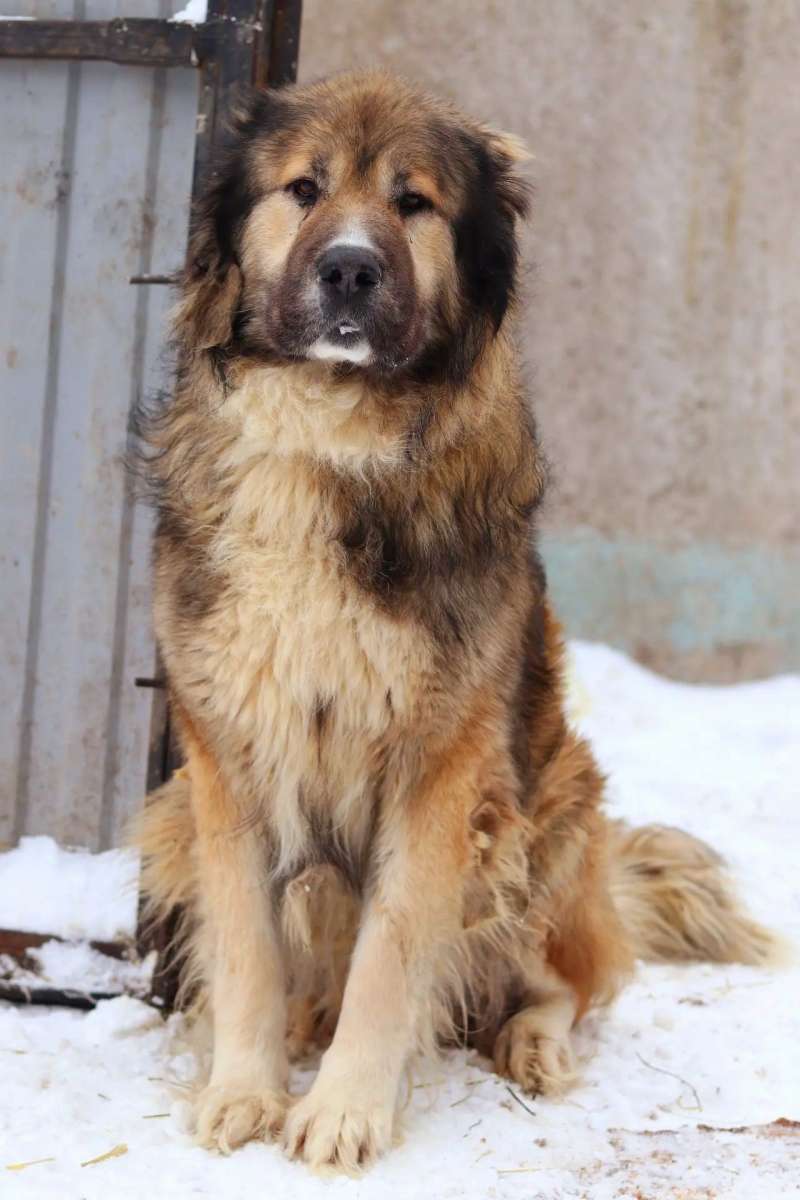 Уфа Красивые крупные собаки аборигенных пород пропадают в отлове На короткой