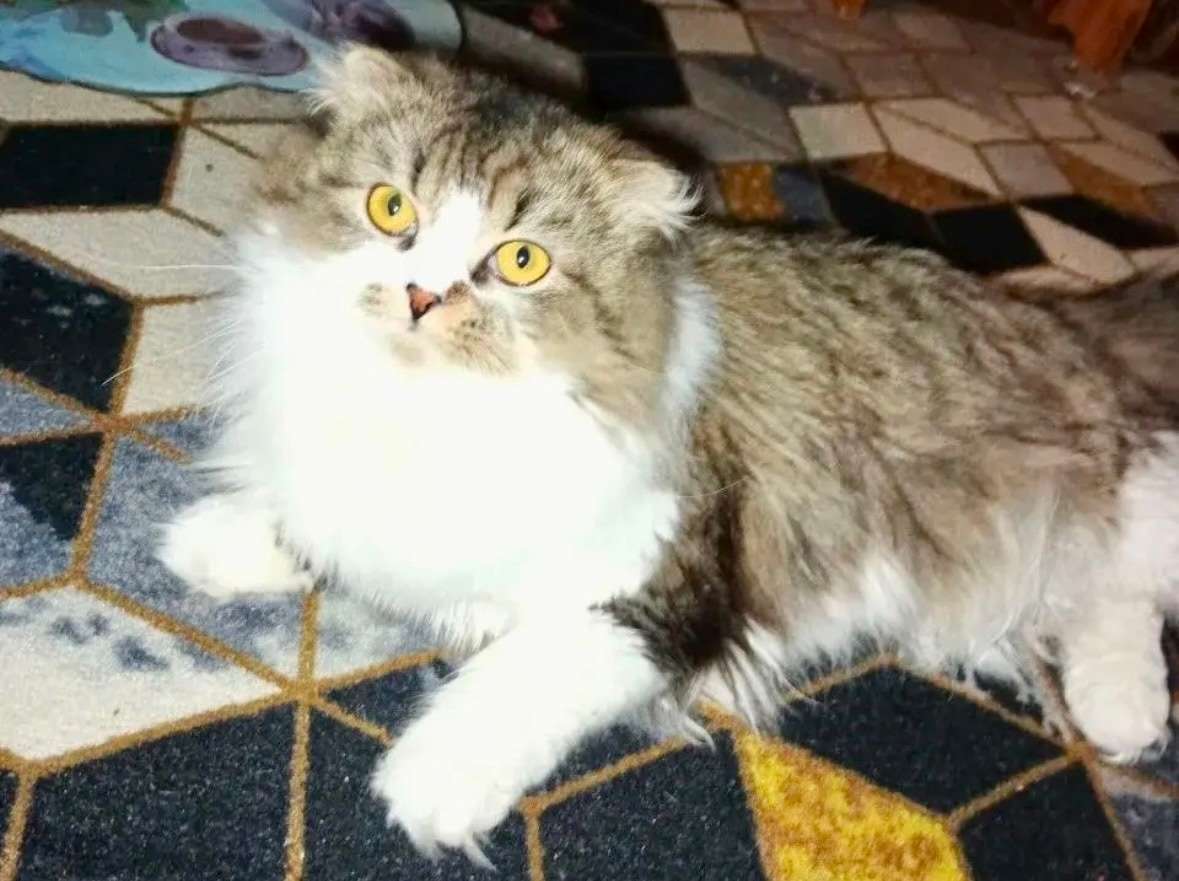 Саратов Энгельс СРОЧНО В самые заботливые ручки пристраивается шикарный