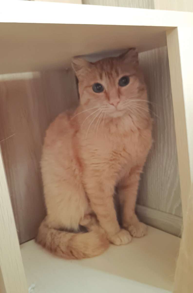 Отдам кота Кей молодой и красивый котик которому примерно года Он уже