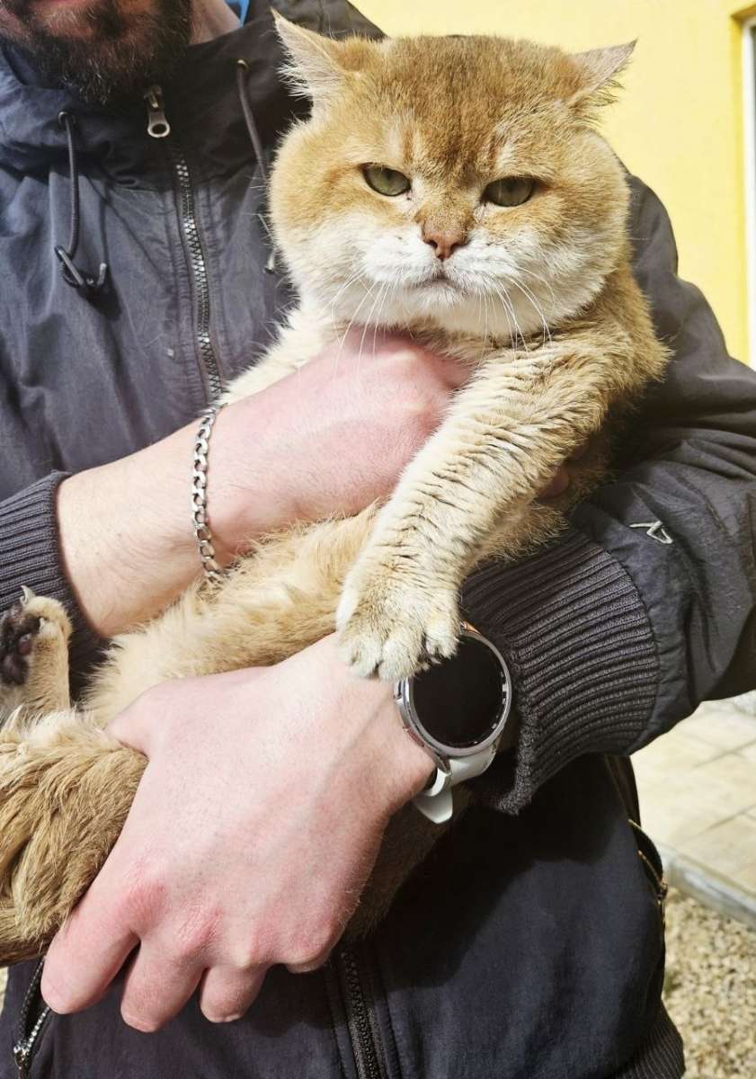 Саратов Британец Федя очередной сирота умерли хозяева Кот с документами