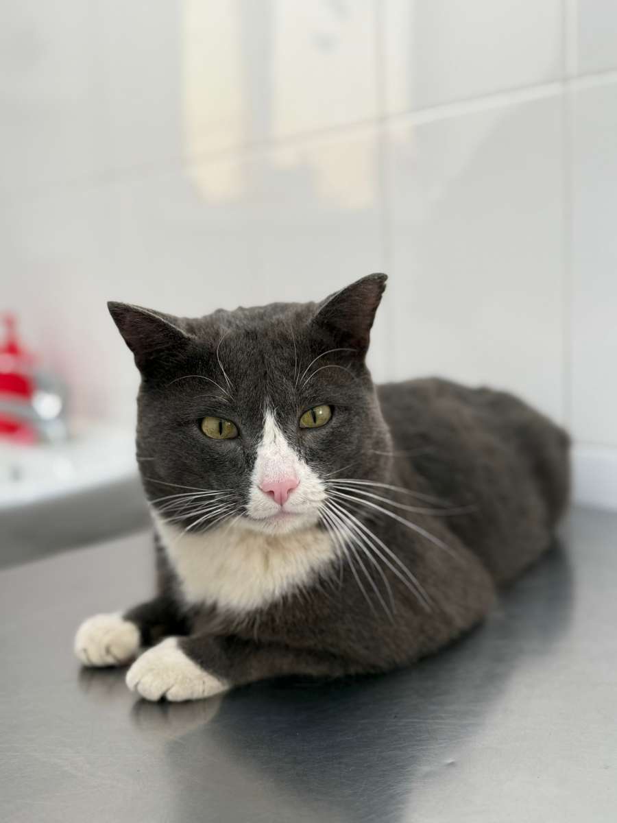 Взрослый котик ищет добрых и любящих хозяев Очень ласковый и добрый тянется к