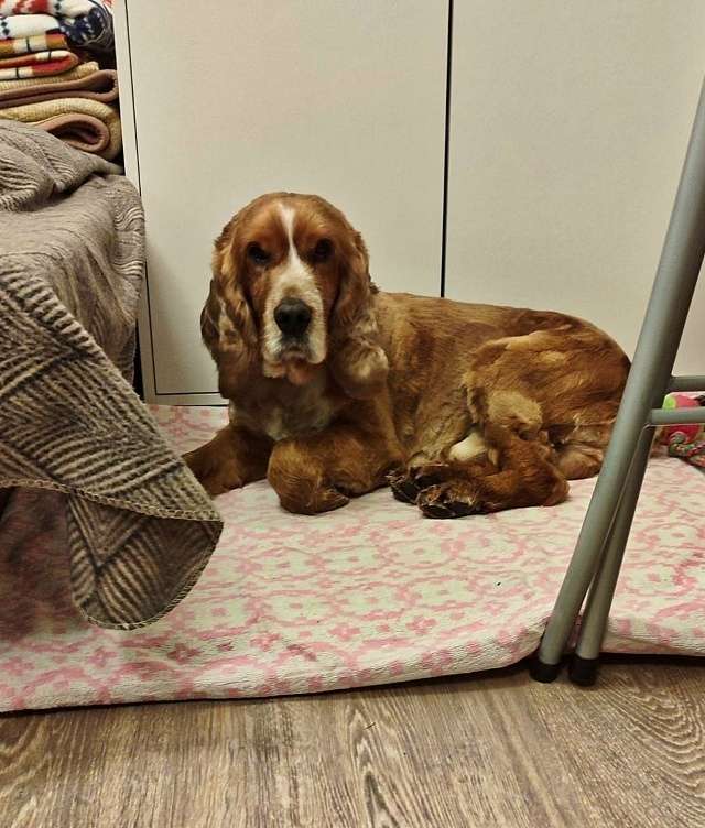 Ищет дом парень фантастической красоты и ума